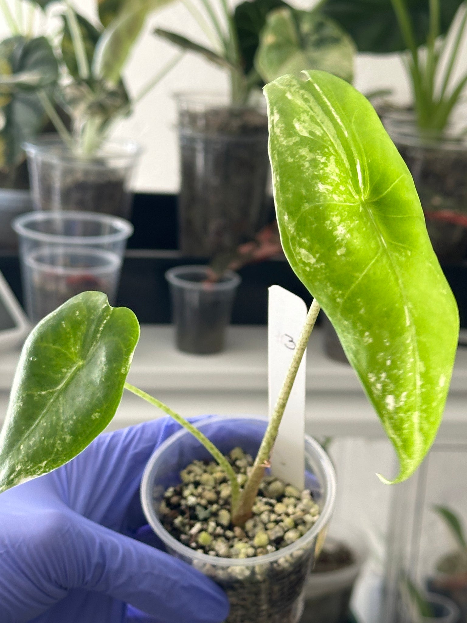 Alocasia Longiloba Variegated