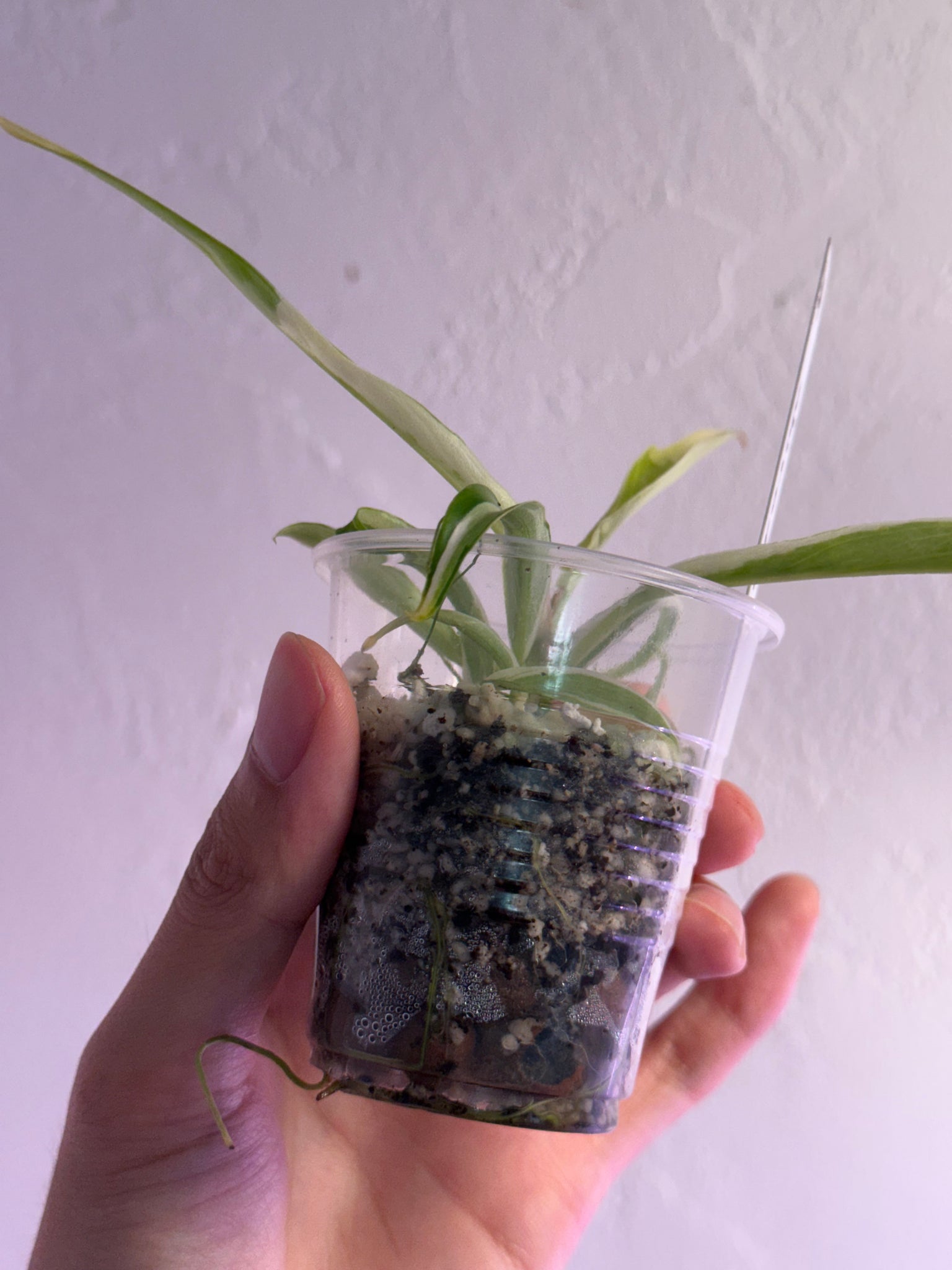 Lisa’s order- Tortum Albo philodendron