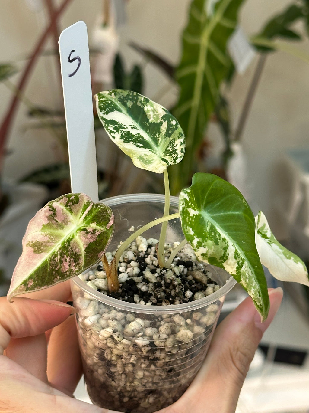 Alocasia Black Velvet Pink/Albo- 2 babies in 1