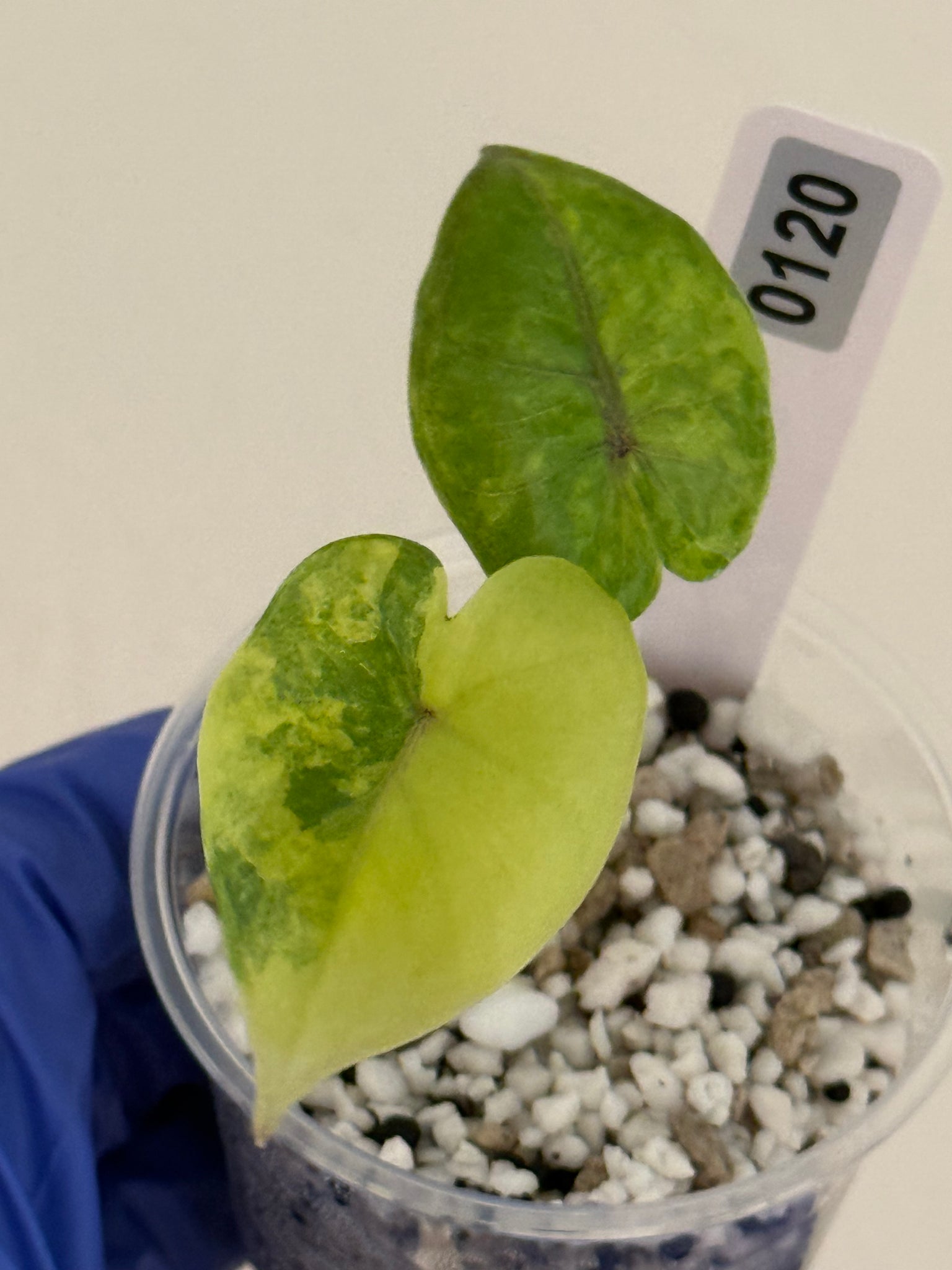 Alocasia Yucatán princess aurea