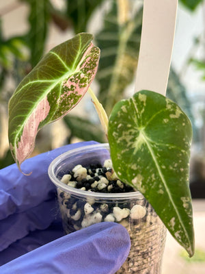 Alocasia Black Velvet Pink - nice var