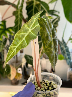 Alocasia Sanderiana Bull Aurea