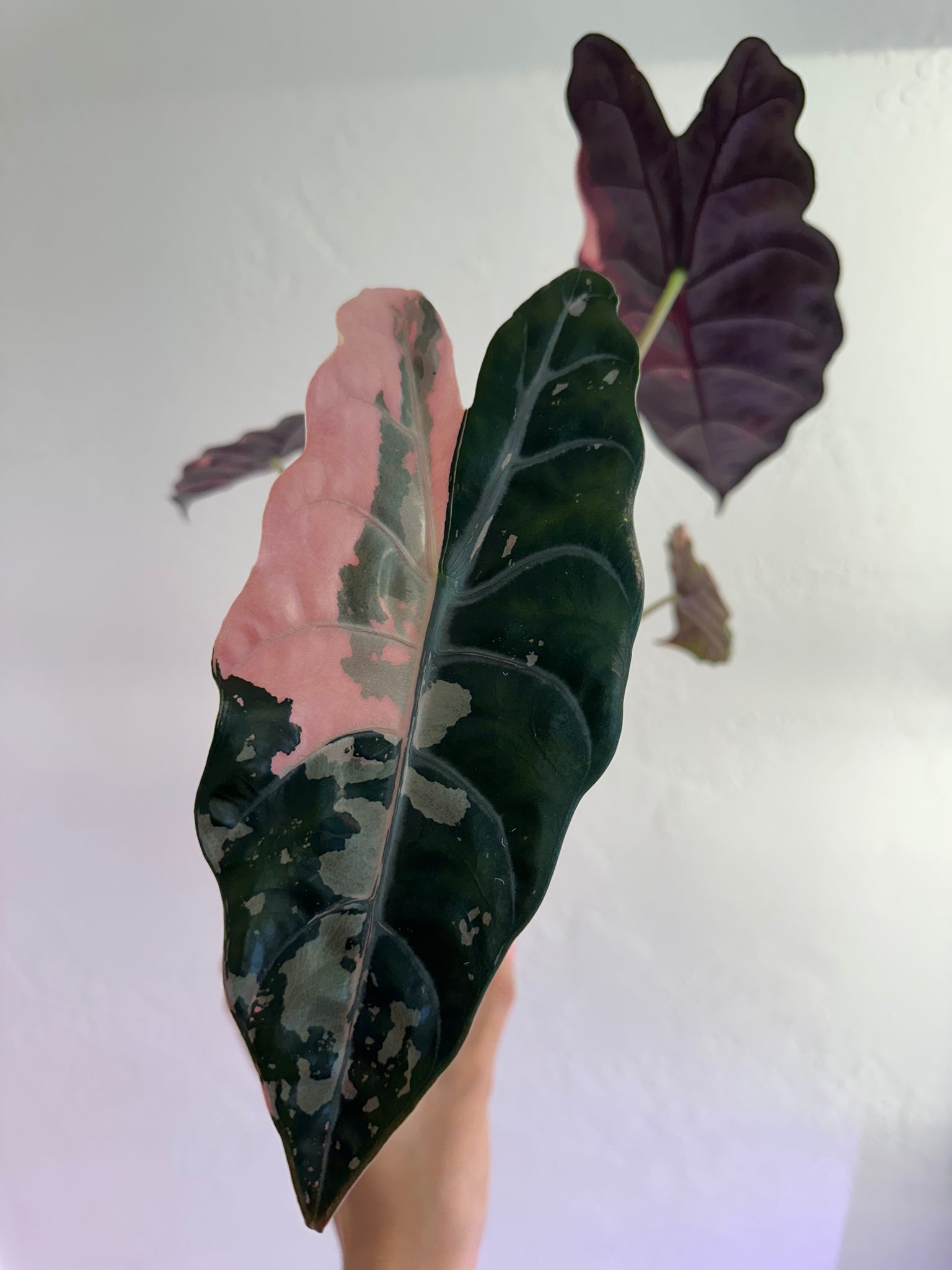 One Alocasia Pink Chantrieri Corm from beautiful mother plant (we cannot guarantee variegation on corms)