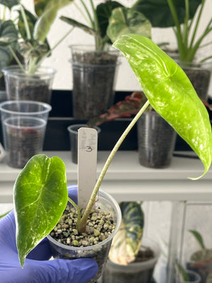 Alocasia Longiloba Variegated