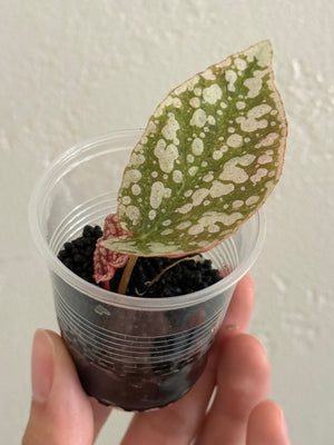 Begonia Snow Capped Variegated Rooted Cutting