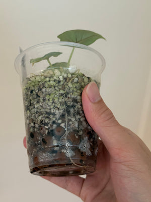 Alocasia nebula minty aurea var