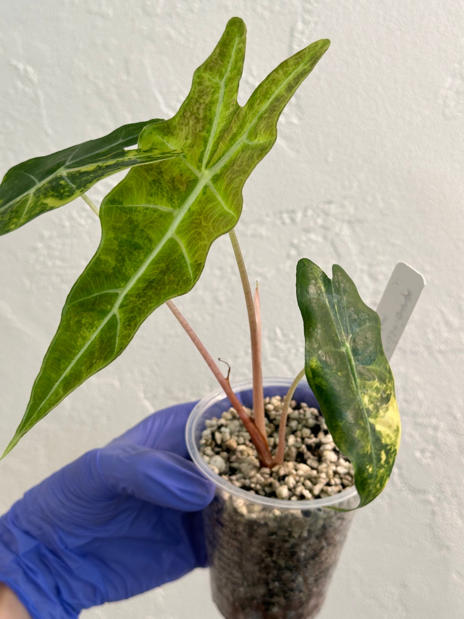 Alocasia Sanderiana Bull Aurea - Corning size