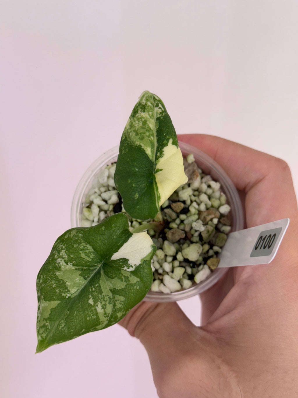 Alocasia melo albo var #100