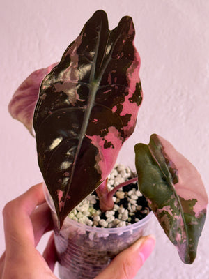 Pink Chan special order - previous credits applied