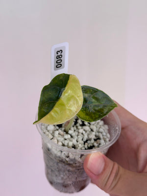 Alocasia Azlanii Aurea var