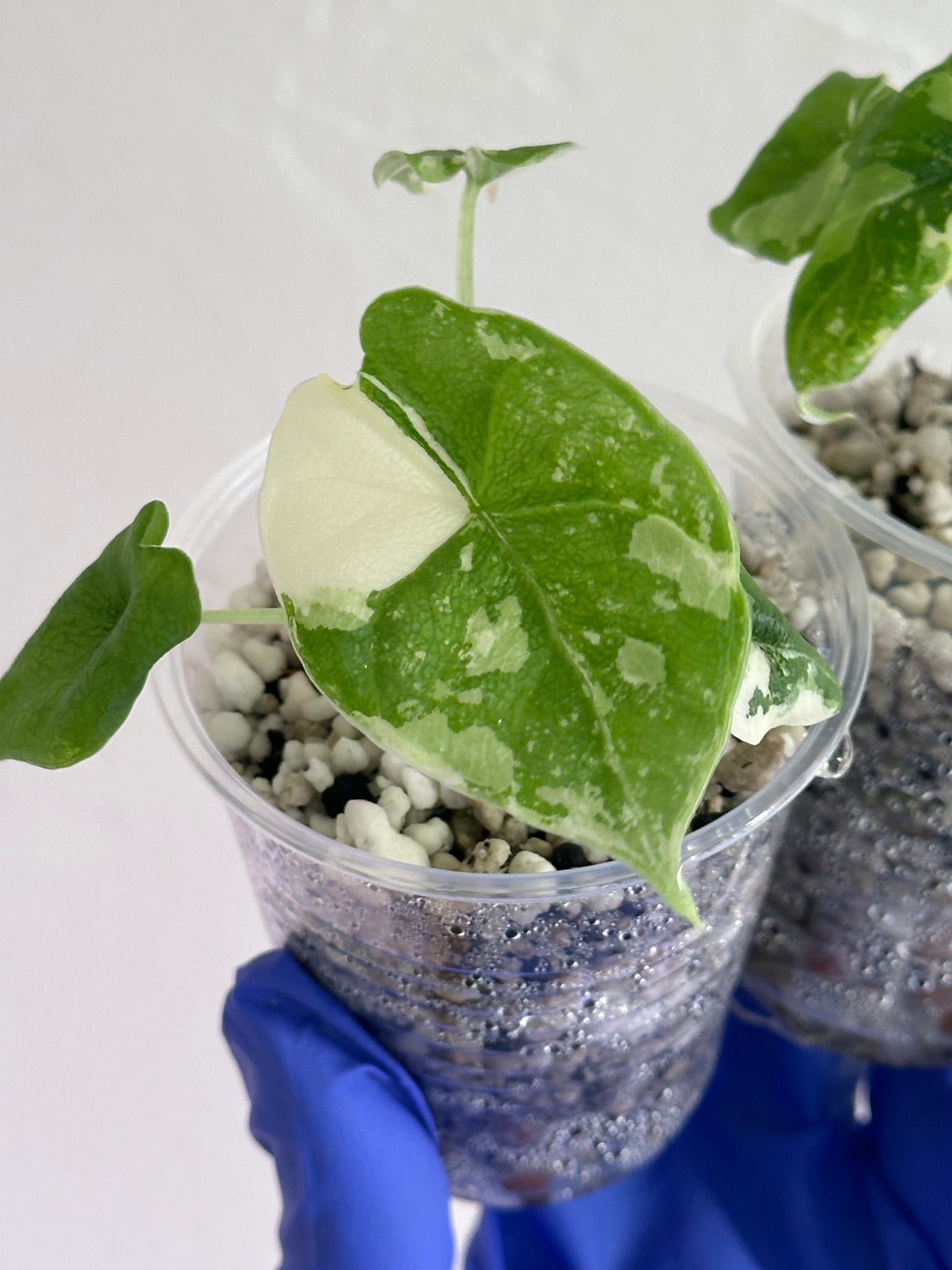 Alocasia Melo Albo Var- exact plant