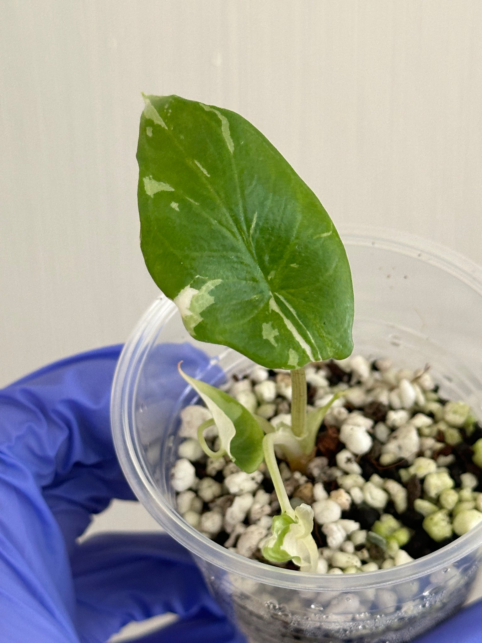 Alocasia Scalprum Albo (Rare)