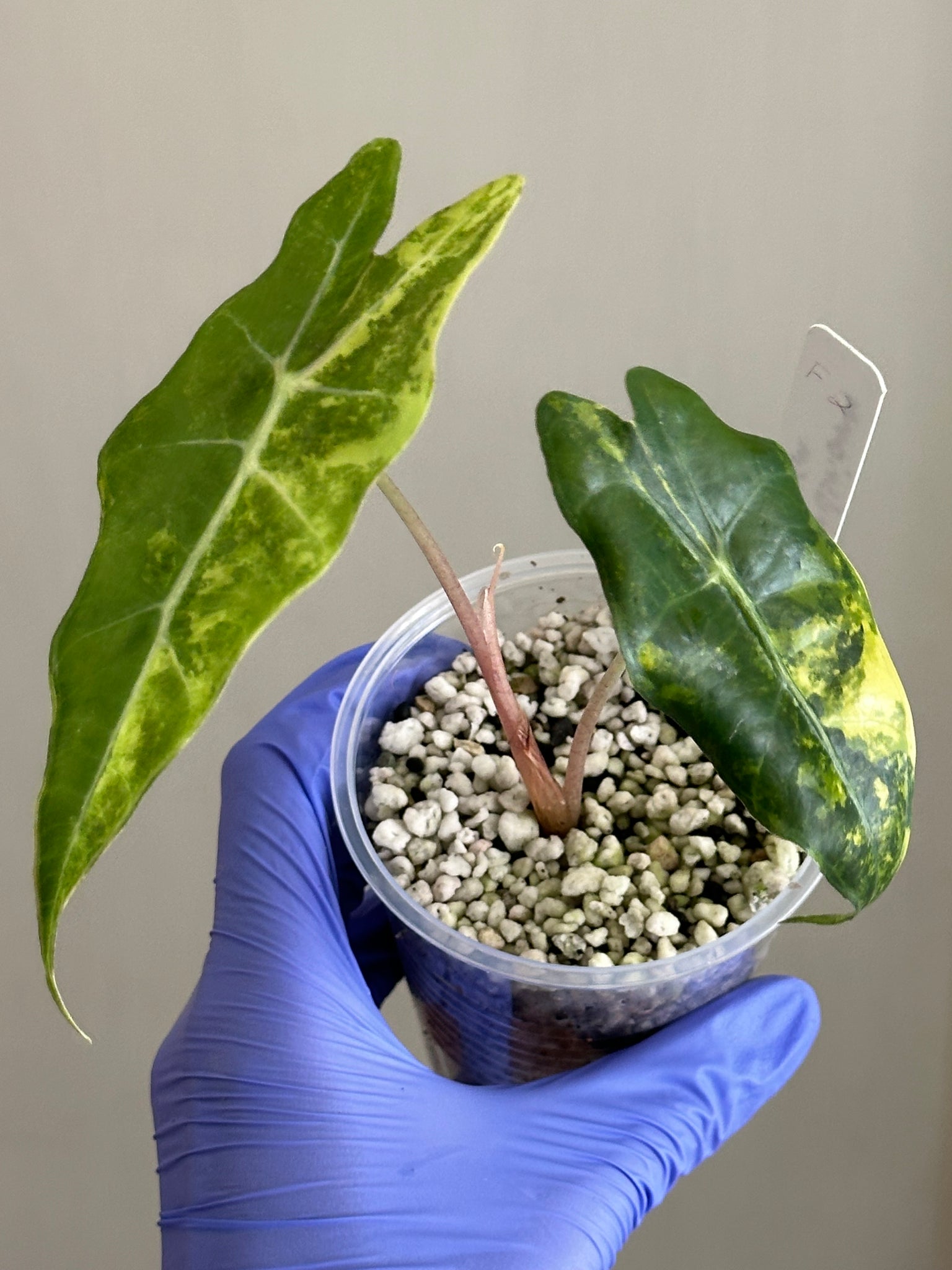 Alocasia Sanderiana Bull Aurea