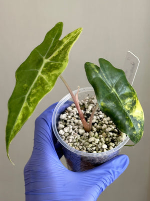 Alocasia Sanderiana Bull Aurea