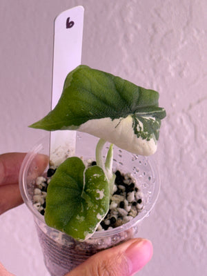 Alocasia Melo Albo var - credits applied for Jessica order