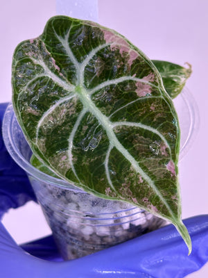 Alocasia Watsonia pink/albo high var