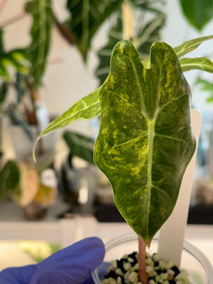 Alocasia Sanderiana Bull Aurea