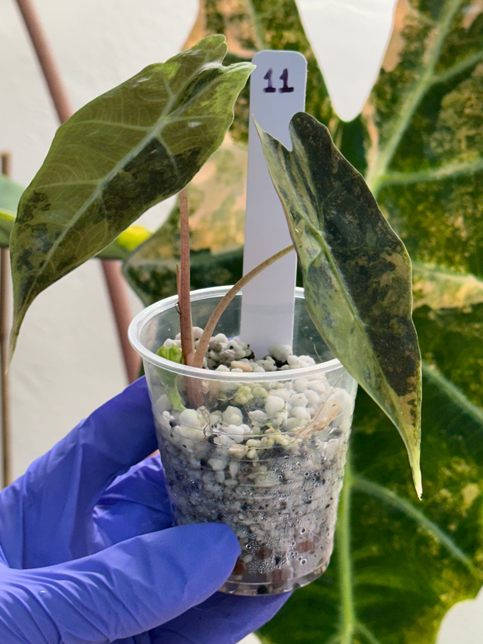 Alocasia Sanderiana Bull Aurea #11 high var- bundle discounted