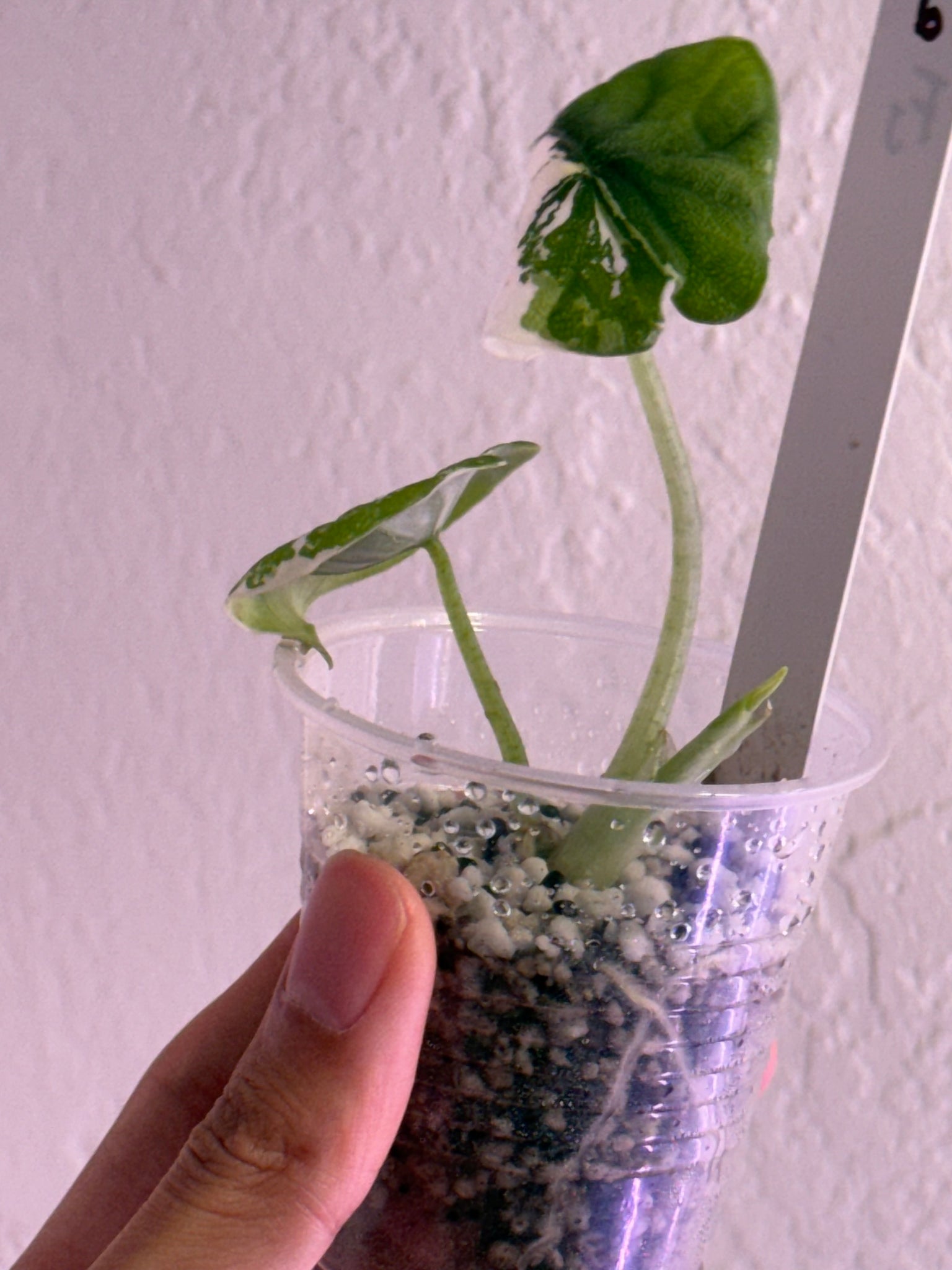 Alocasia Melo Albo var - credits applied for Jessica order