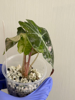 Alocasia Polly Pink/Albo Var #1- high var new leaf