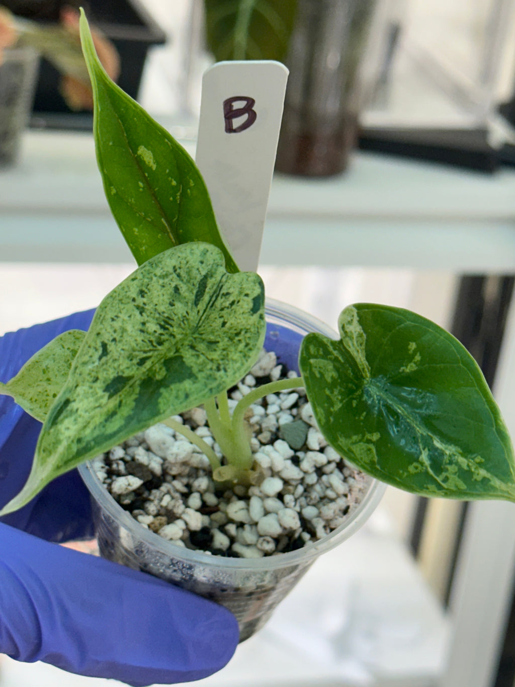 Alocasia Dragon Scale Mint