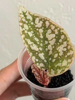 Begonia Snow Capped Variegated Rooted Cutting