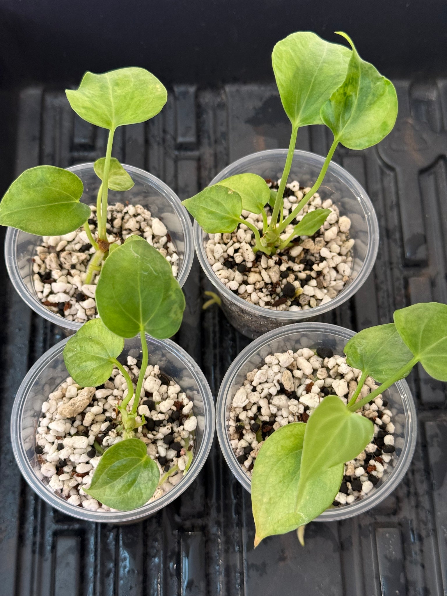 Silver dragon aurea + delta force grower’s choice