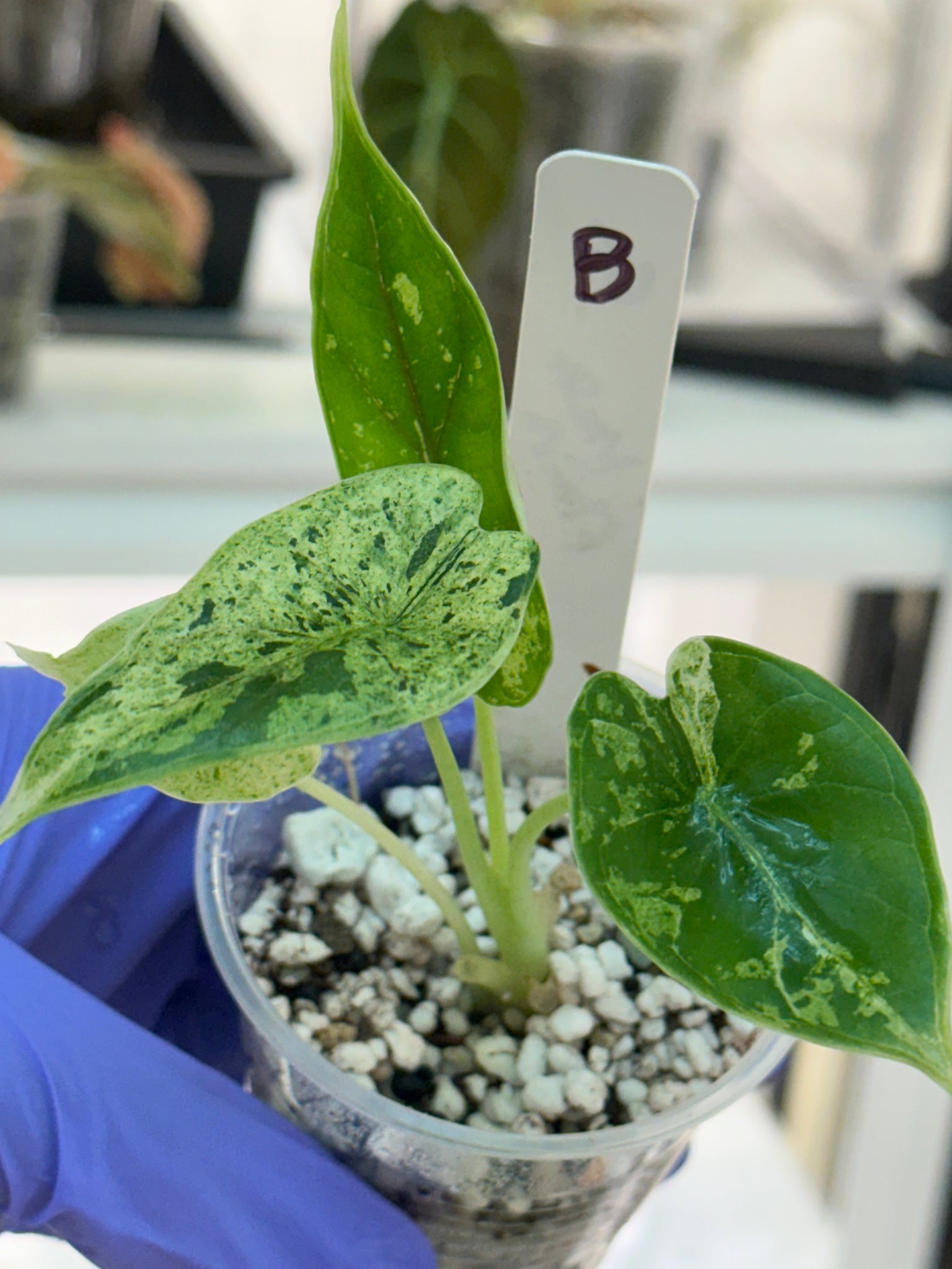 Alocasia Dragon Scale Mint