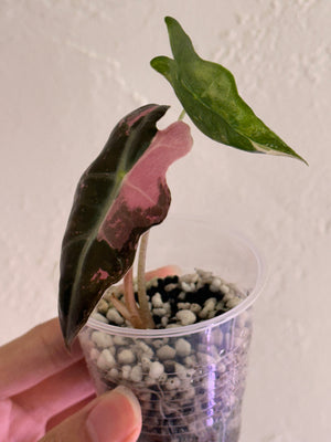 Alocasia Nobilis pink/albo