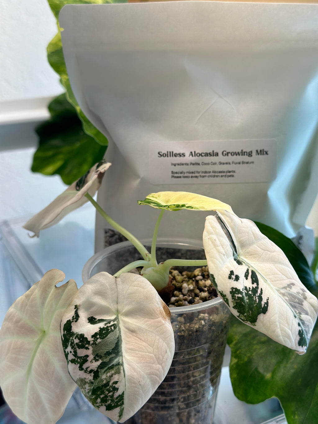 Soilless Growing Mix for Alocasia (10 OZ)