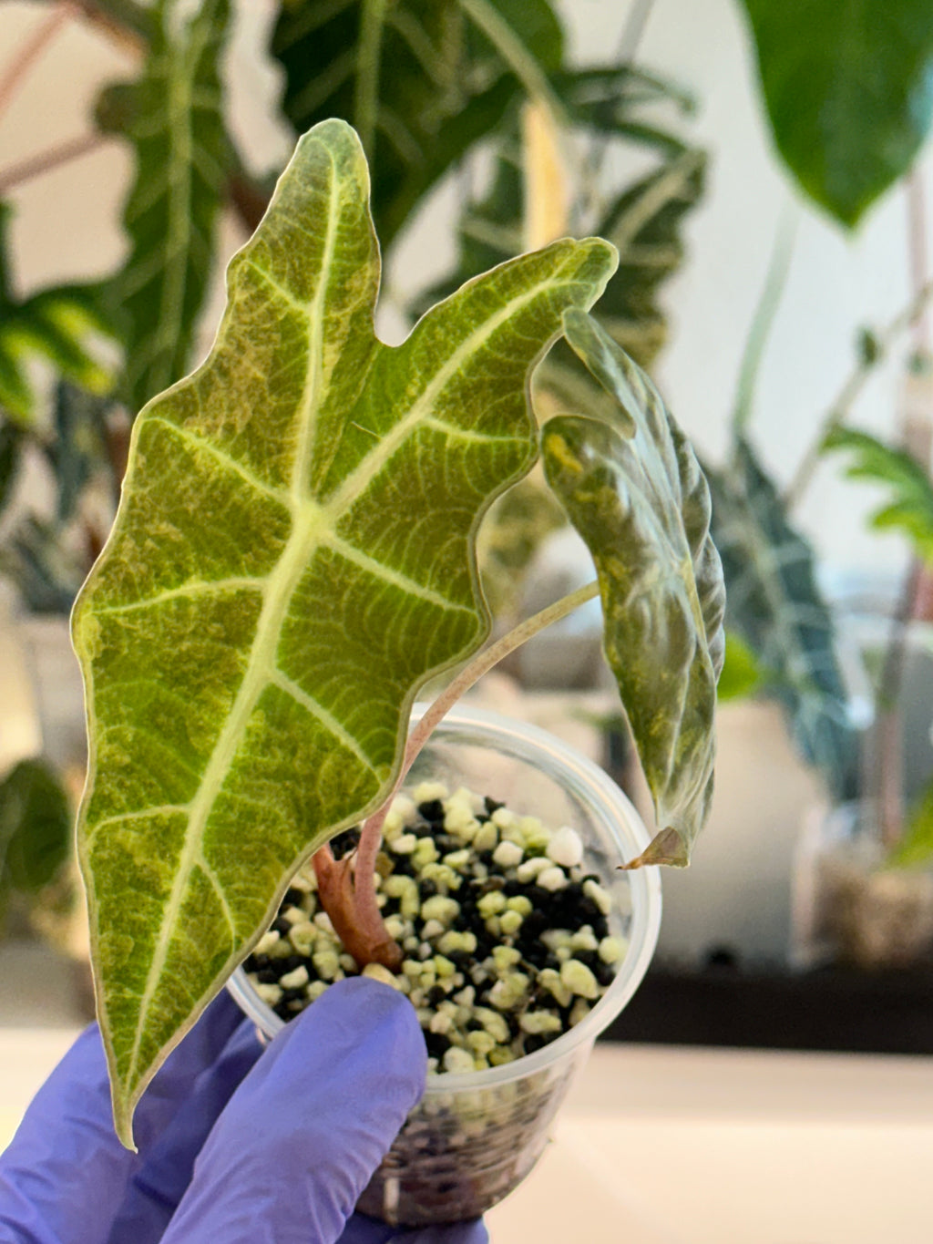 Alocasia Sanderiana Bull Aurea