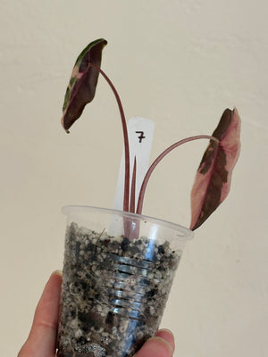 Alocasia Chantrieri Pink high var