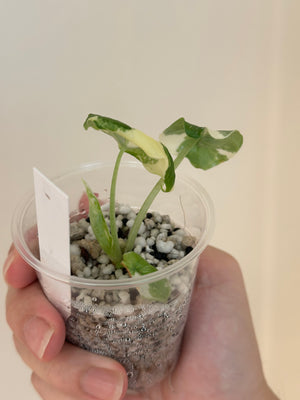 Alocasia melo albo high var #28