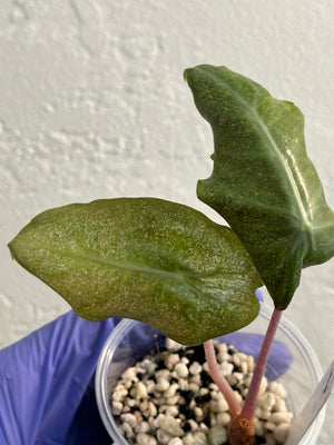 Alocasia Pink Dragon ‘Stardust’