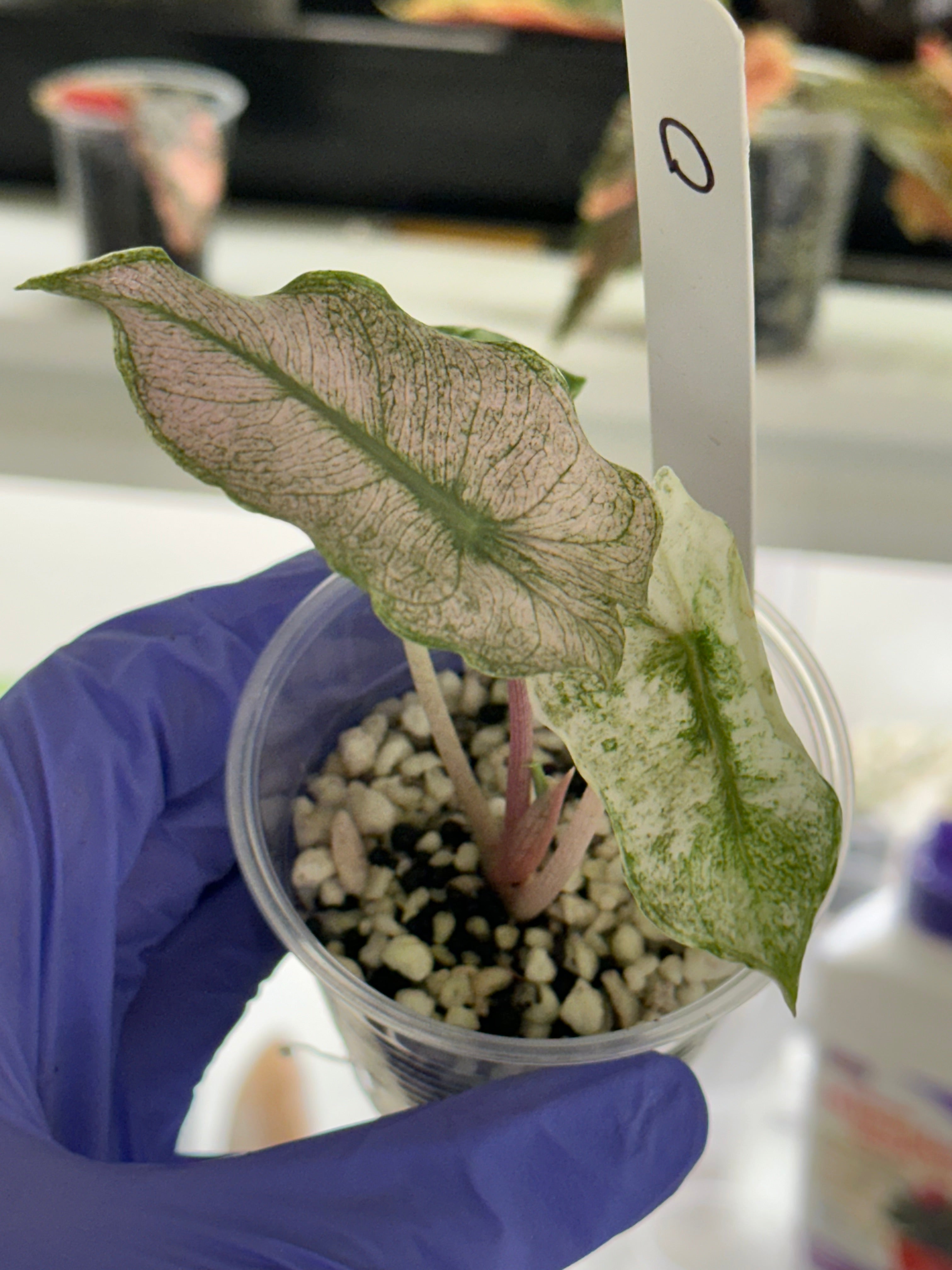 Alocasia Pink Dragon 'Stardust' flawless variegation – SOLARMONSTERA