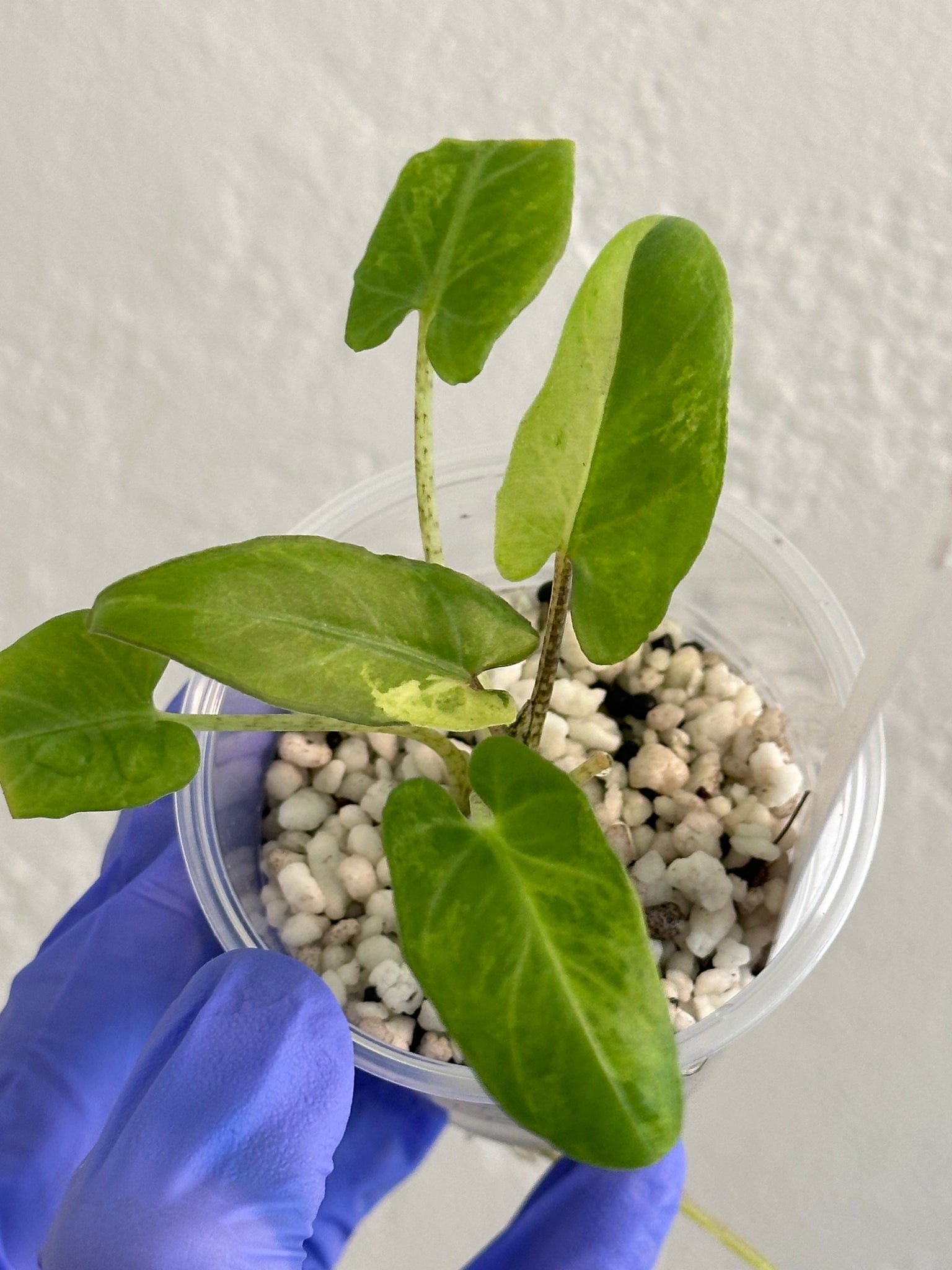 Alocasia Lauterbachiana Aurea