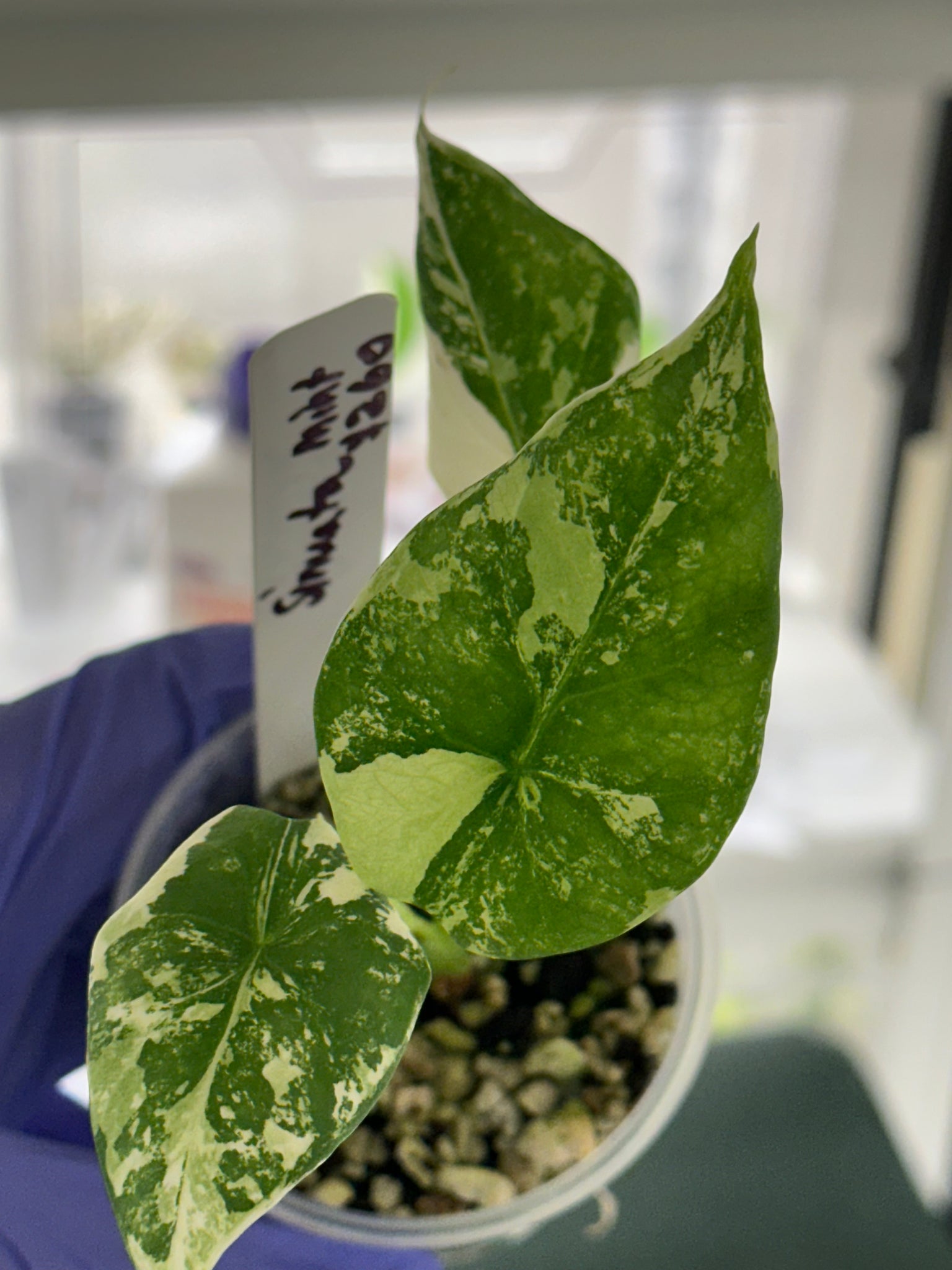 Alocasia Sinuata Albo/mint