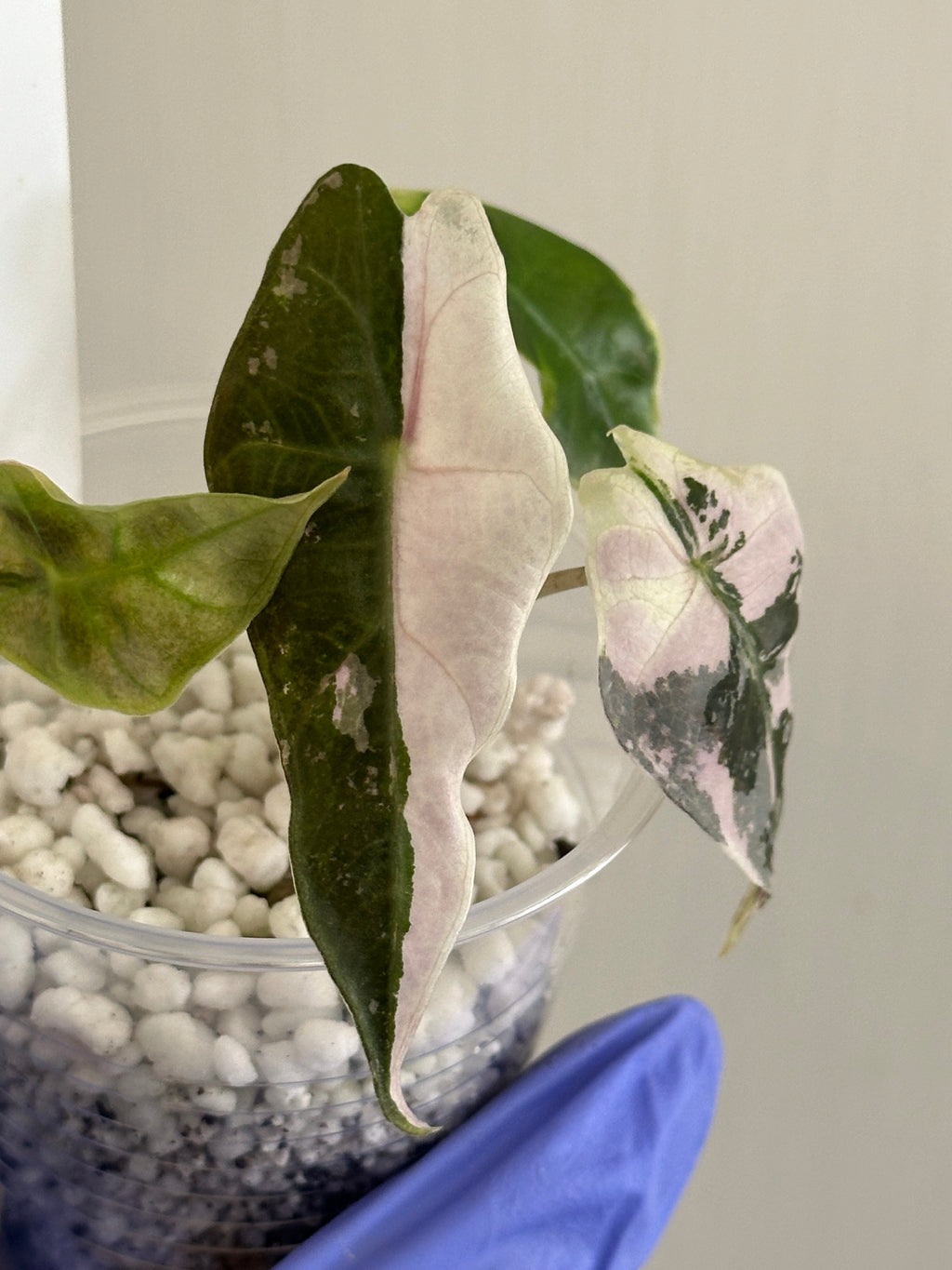 Alocasia Polly Pink/Albo flawless variegation