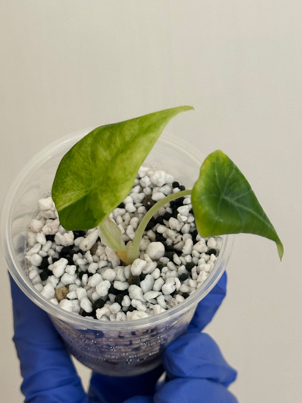 Sara’s order- maha aurea high var + black velvet gold + dragon scale mint add on - last payment