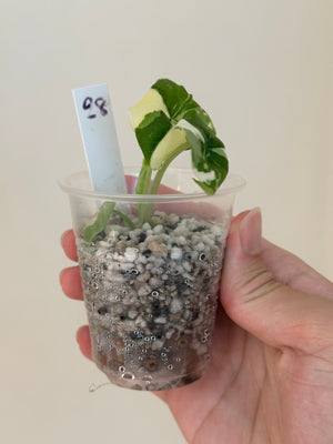 Alocasia melo albo high var #28
