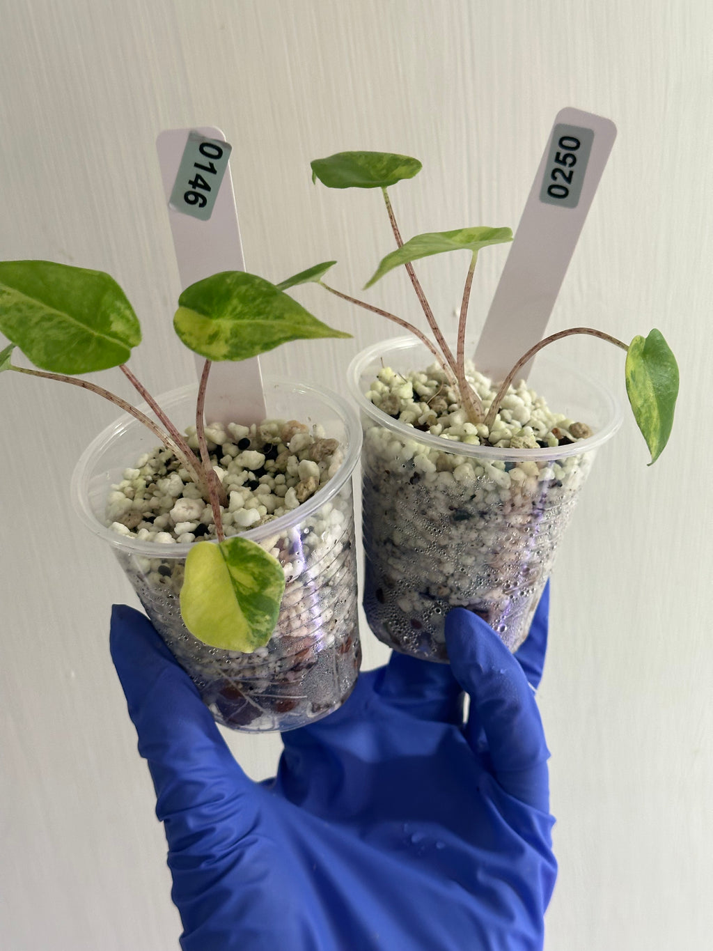 Alocasia heterophylla metalic blue last payment - next day saver