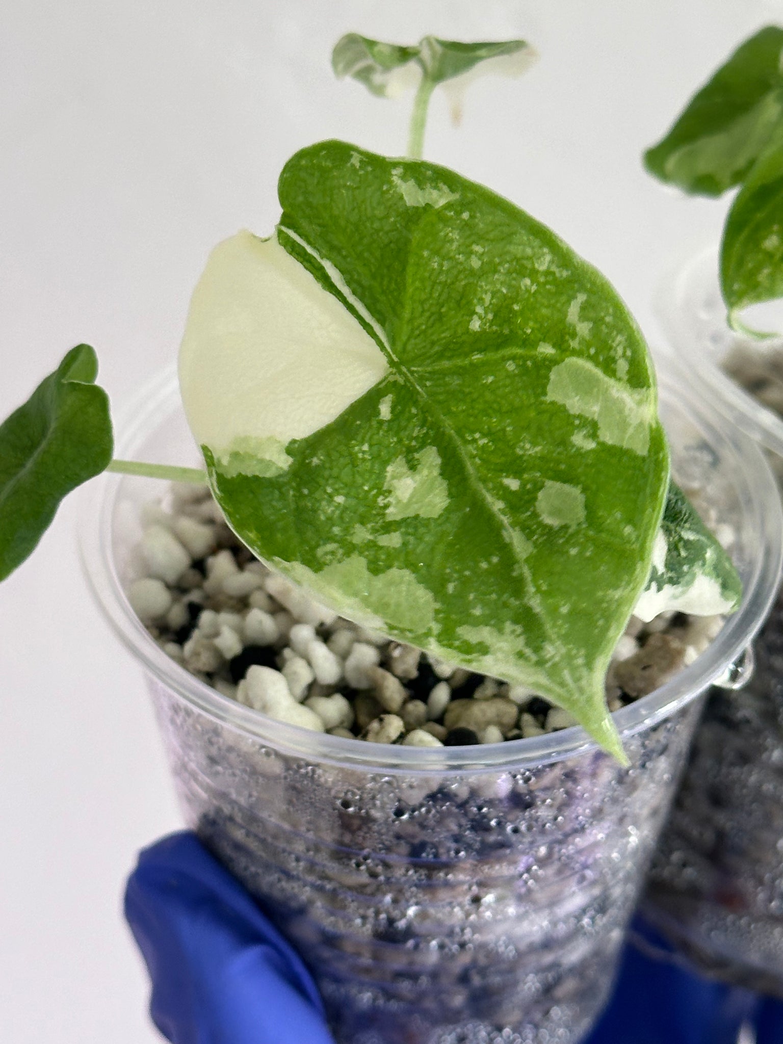 Alocasia Melo Albo Var- exact plant