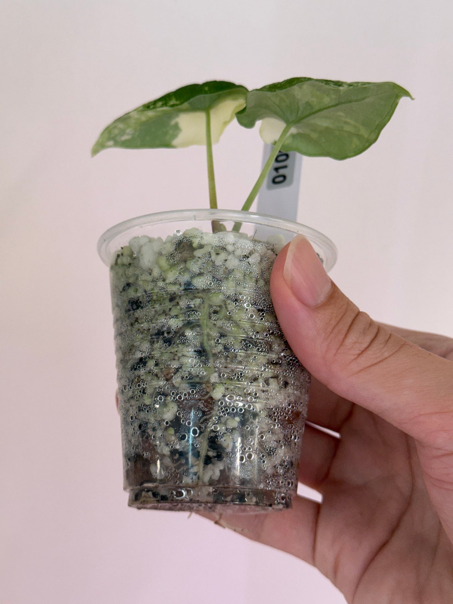 Alocasia melo albo var #100
