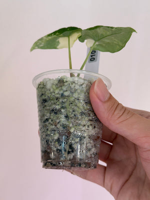 Alocasia melo albo var #100