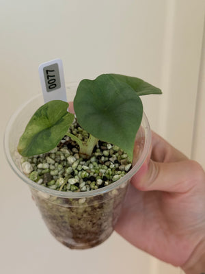 Alocasia nebula minty aurea var