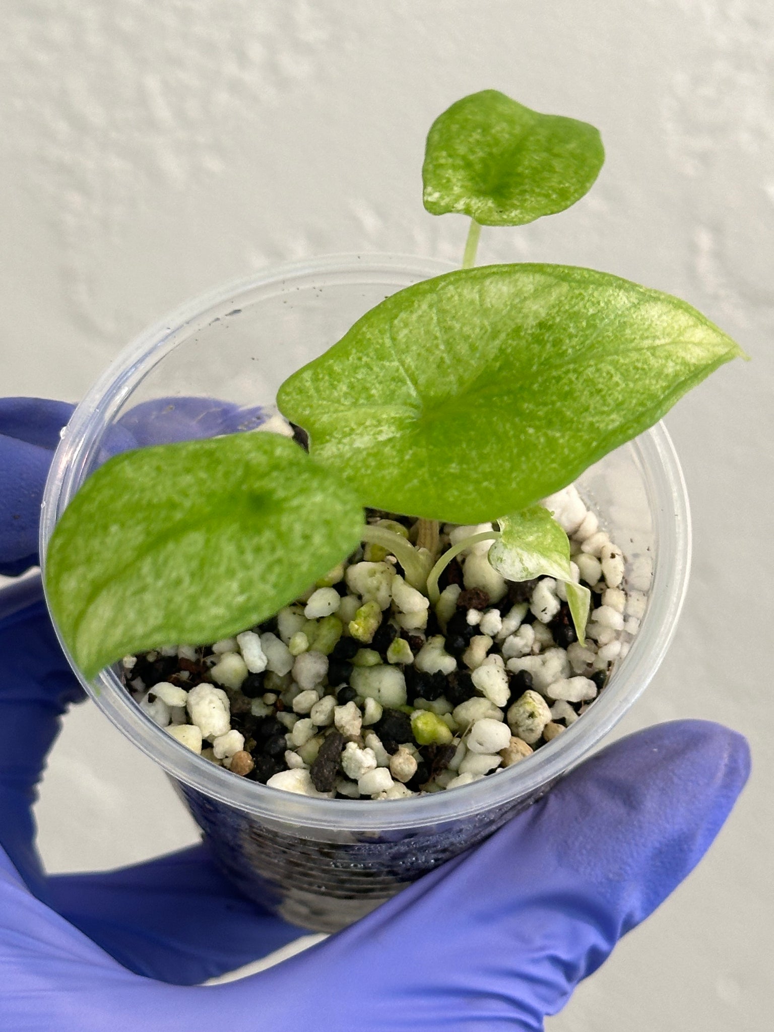 Alocasia Scalprum Albo/Mint Rare