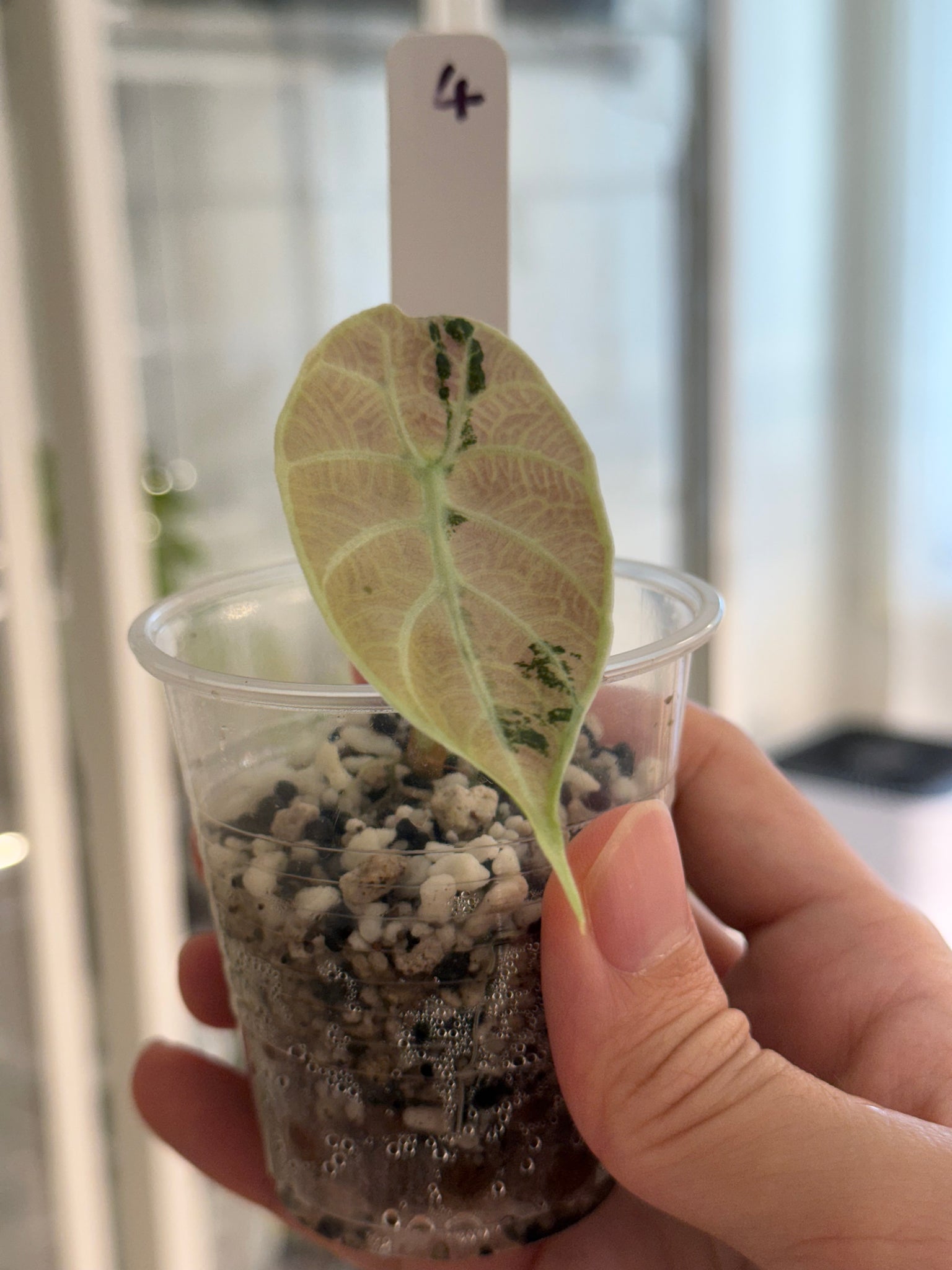 Sanderiana pink discounted- Wentii aurea+ Watsonia pink