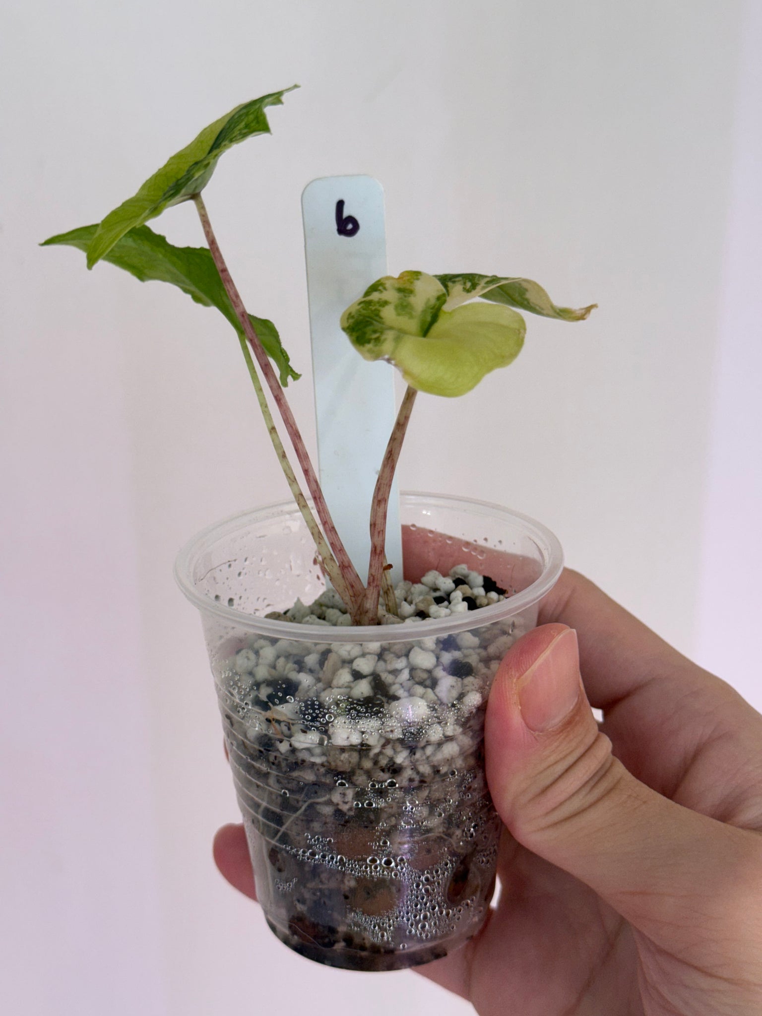 Alocasia Jacklyn Aurea high var