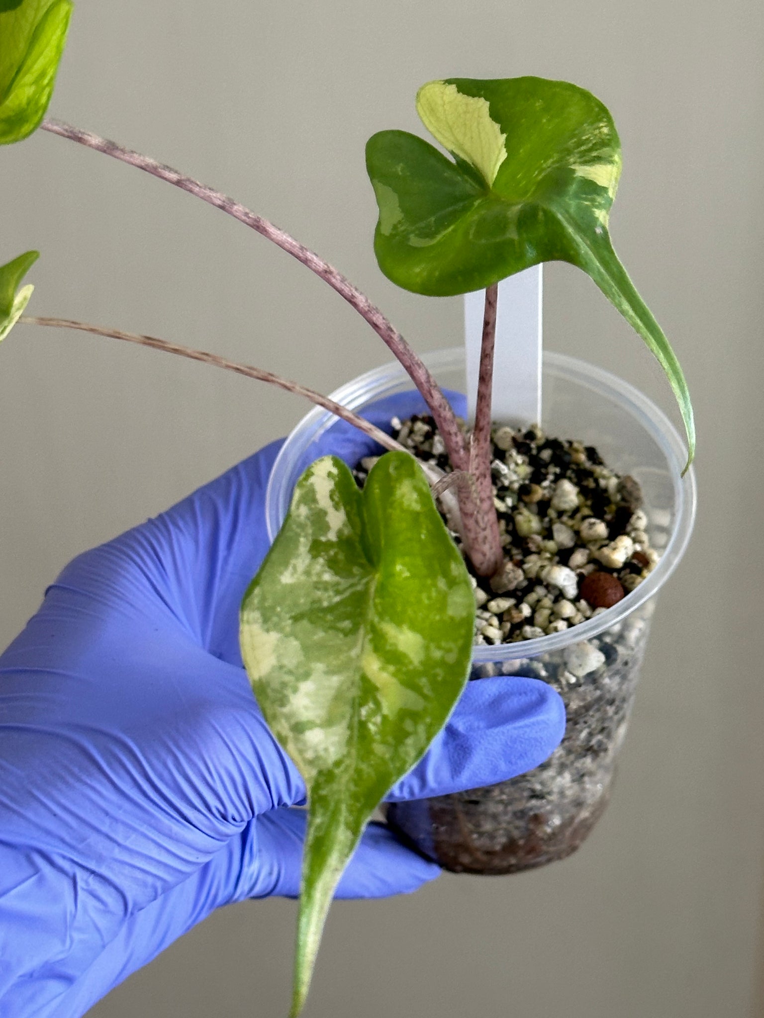 Alocasia Stingray Aurea high var - exact plant