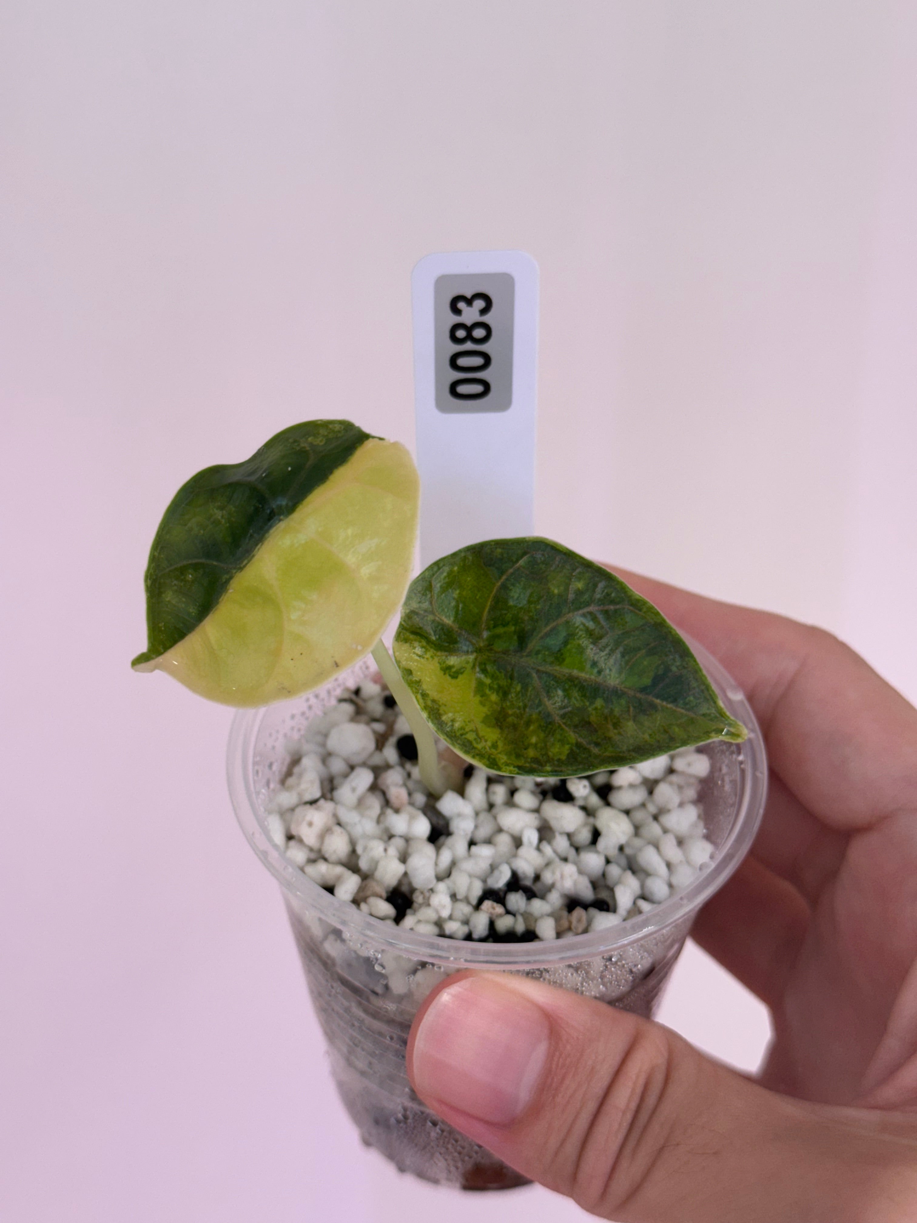 Alocasia Azlanii Aurea var – SOLARMONSTERA